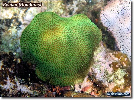 Smooth Star Coral (2008)