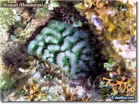 Sinuous Cactus Coral (2008)