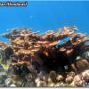 Elkhorn Coral (2008)