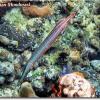 Trumpetfish (2008)