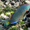 Stoplight Parrotfish (2010)