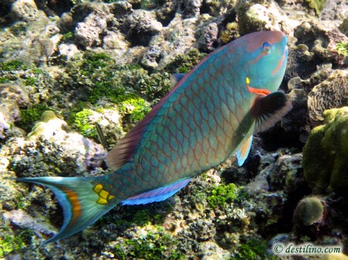 Stoplight Parrotfish (2010)