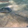 Southern Stingray (2008)