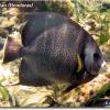 Grey Angelfish (2008)