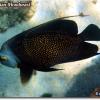 French Angelfish (2008)