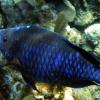 Midnight Parrotfish (2010)