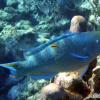 Queen parrotfish (2010)