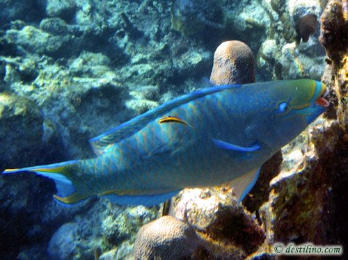 Queen parrotfish (2010)