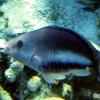 Queen parrotfish initial phase (2010)