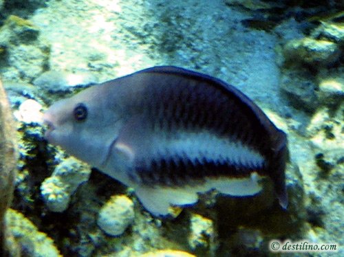 Queen parrotfish initial phase (2010)