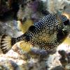 Smooth trunkfish (2010)