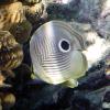 Foureye butterflyfish (2010)