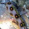 Goldspotted eel (2010)