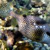 Spotted trunkfish (2010)