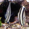 Banded butterflyfish (2010)