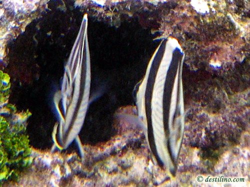 Banded butterflyfish (2010)
