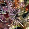 Turkey lionfish (2010)