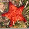 Cushion Sea Star (2008)