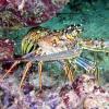 Caribbean spiny lobster (2010)