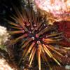 Reef urchin (2010)