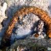 Tiger tail sea cucumber (2010)