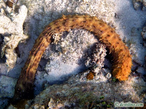 Tiger tail sea cucumber (2010)