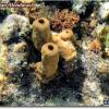 Yellow Tube Sponge (2008)