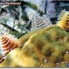 Christmas Tree Worm (2008)