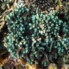 Corals