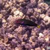 Crescent Wrasse - juv. (2005)