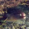 Panamic Green Moray (2005)