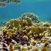 Blade Fire Coral (2010)