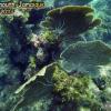 Common Sea Fan (2010)