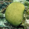 Grooved Brain Coral (2010)
