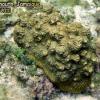 Knobby Brain Coral (2010)