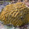 Maze Coral (2010)