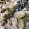 Finger Coral (2010)