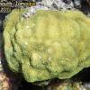 Mustard Hill Coral (2010)
