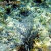 Porous Sea Rods (2010)
