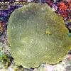 Boulder Brain Coral (2010)