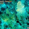 Pillar Coral (2010)