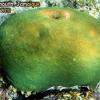 Smooth Star Coral (2010)