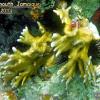 Corals