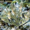 Black Sea Rod (2010)
