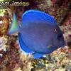 Blue Tang Juveline (2010)