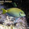 Ocean Surgeonfish (2010)