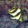Banded Butterflyfish Juvenile (2010)