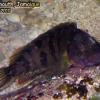 Hairy Blenny (2010)