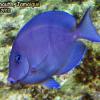 Blue Tang (2010)