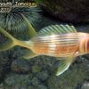 Squirrelfish (2010)